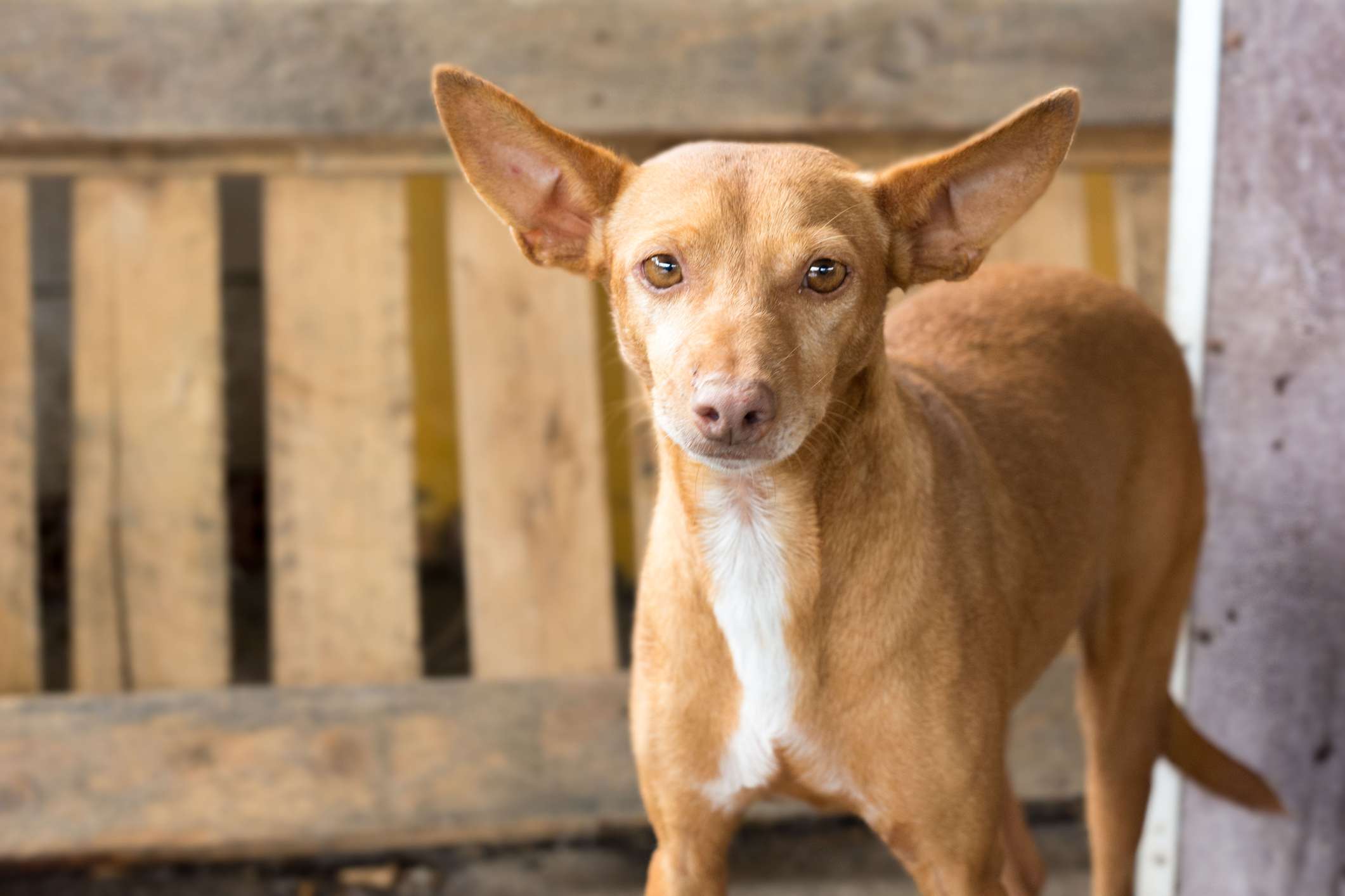 Podenco Canario站在木托盘前