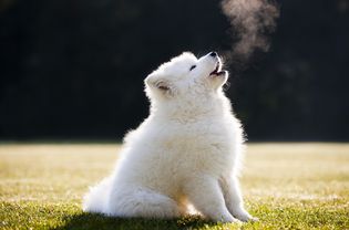 萨摩耶犬在外面的草地上嚎叫