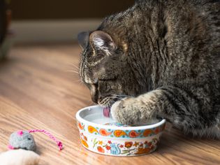 猫从碗里喝水，爪子举在水面上