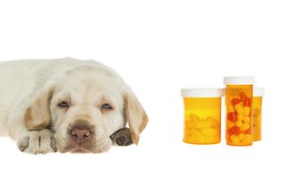 A sick yellow Labrador puppy lying down with bottles of prescription medication