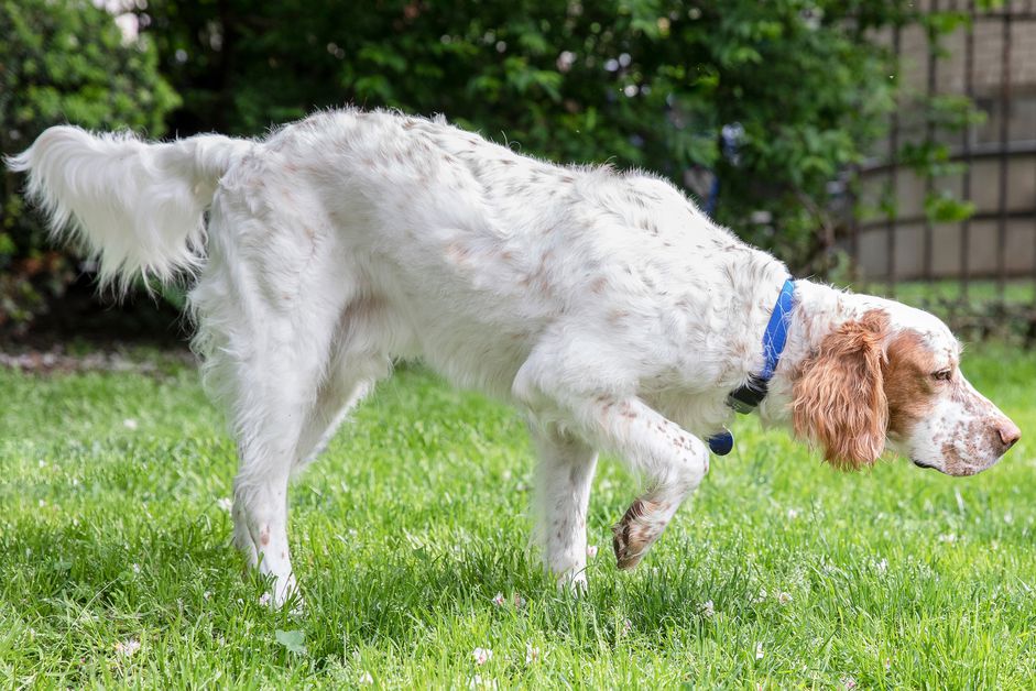 白色和棕色的英国塞特犬在草地上散步