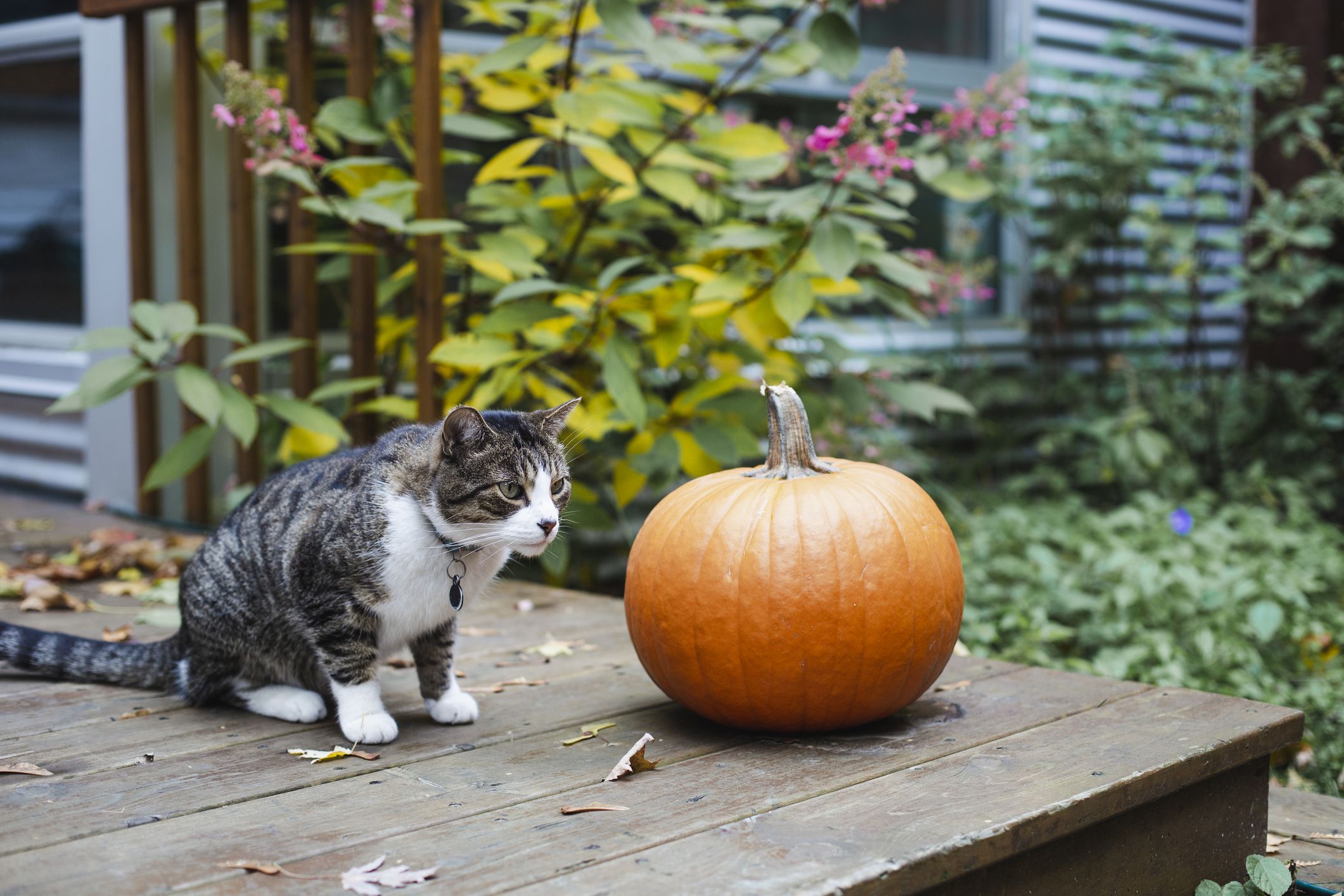 猫和南瓜