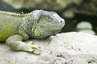 A green iguana