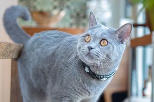 Short-haired cat with blue colored coat and yellow eyes