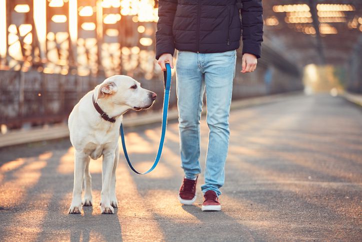 Walking Labrador retriever at sunrise