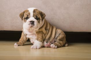 斑纹和白色斗牛犬幼犬