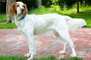 English setter dog with white and brown coat standing on brick walkway