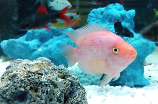 Fish In Aquarium