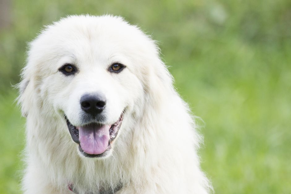 一只大比利牛斯犬在户外。