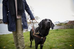 Black seeing-eye dog leading visually impaired woman