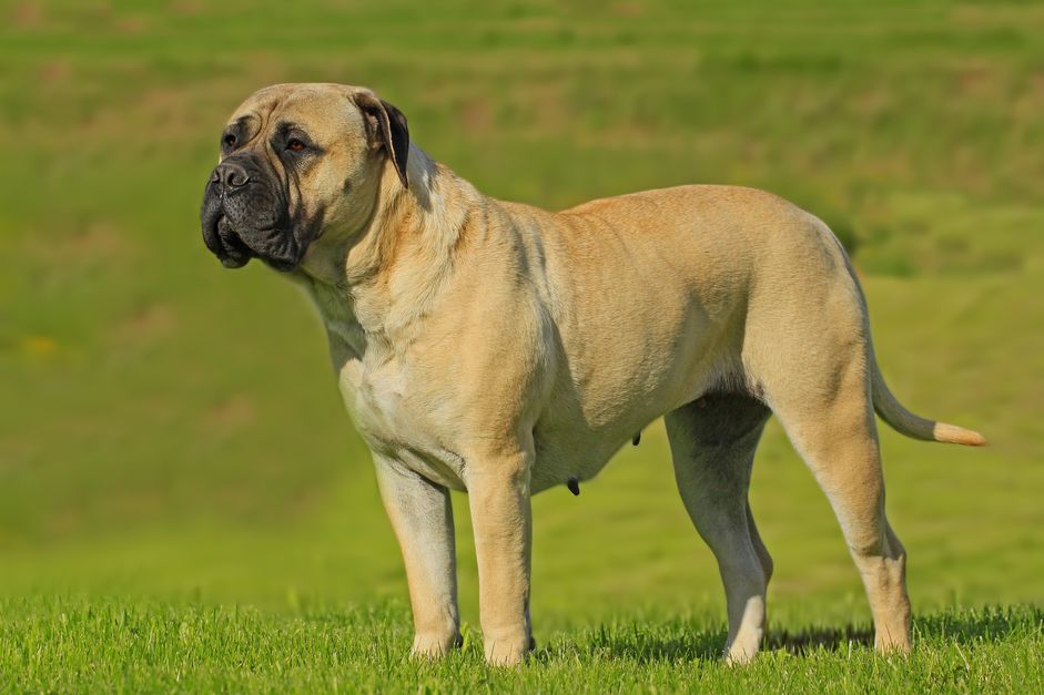 站在侧面的斗牛犬