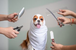 Hands holding an assortment of grooming tools around a Cavalier King Charles Spaniel wearing a towel around their head