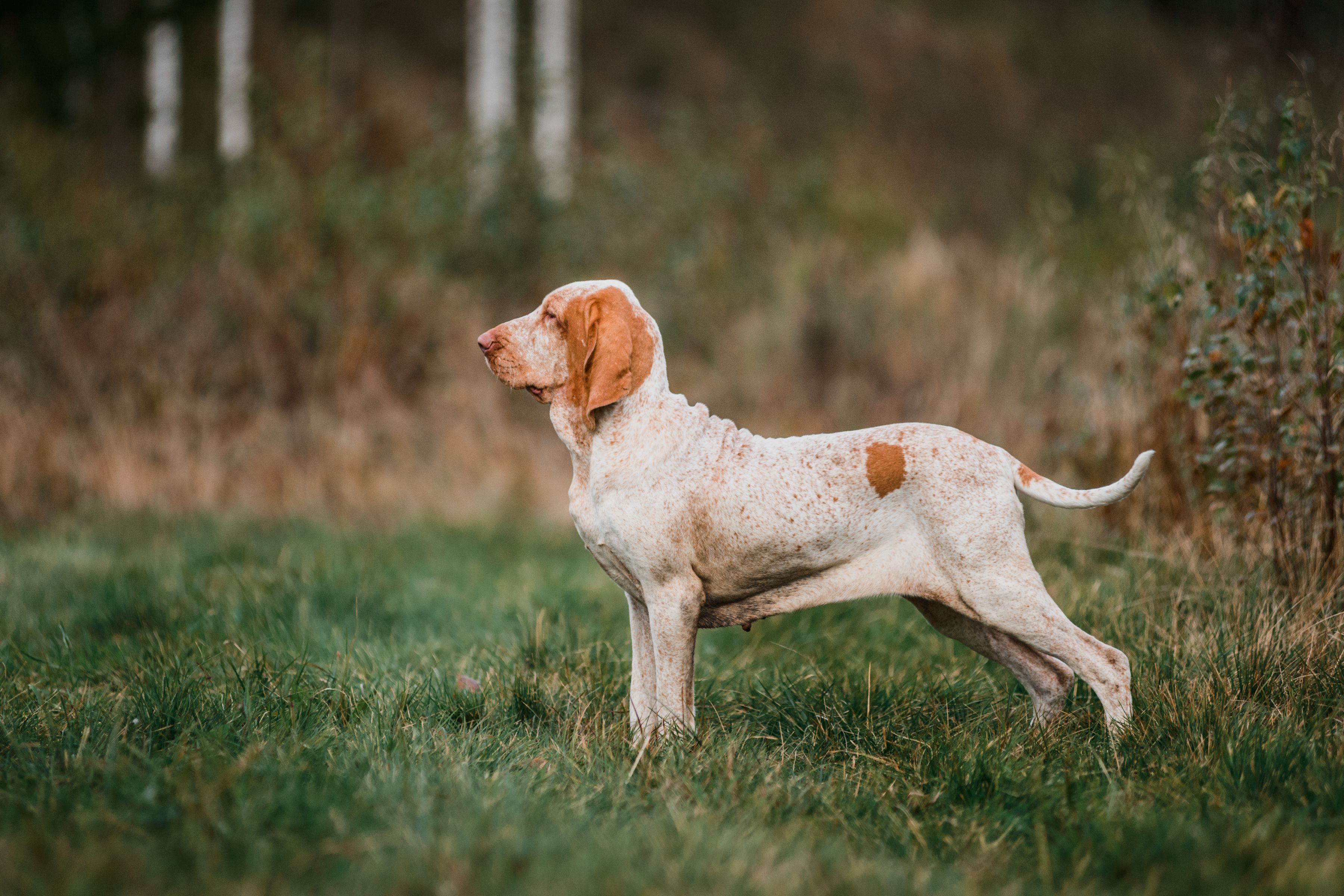 bracco italiano stands in meadow