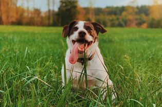 A white and brown dog sits in the grass