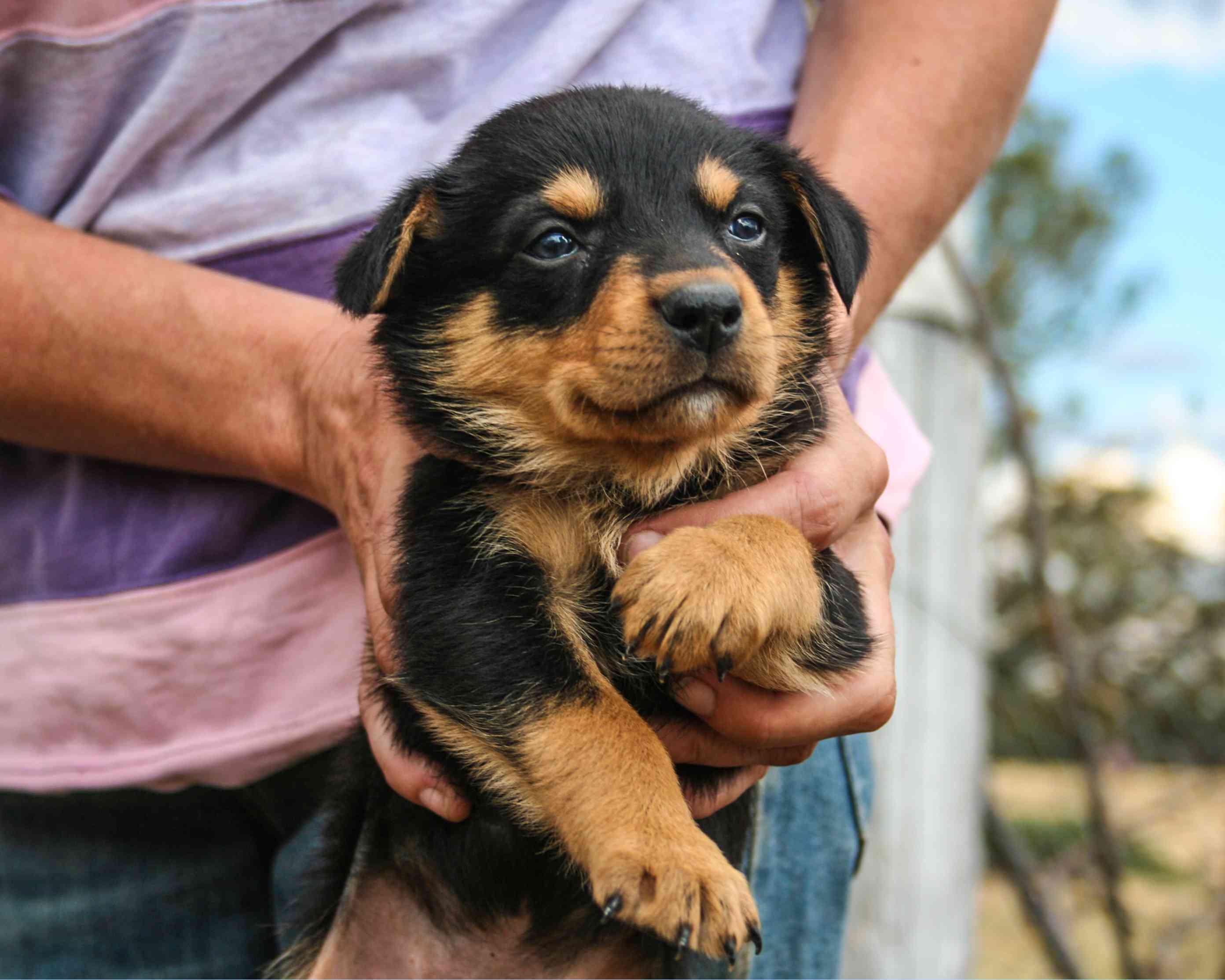 澳大利亚凯尔比犬