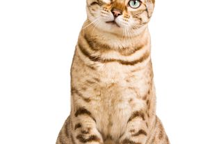 Cat sitting looking at camera on a white background