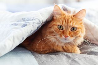 Orange cat under blanket