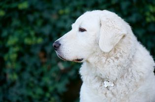 白警犬狗概要