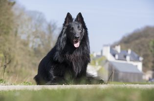 Belgian Sheepdog Groenendael