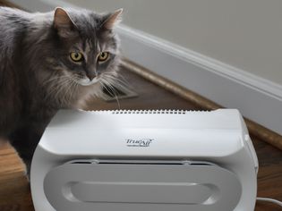 Cat standing behind the Hamilton Beach TrueAir Compact Pet Air Purifier