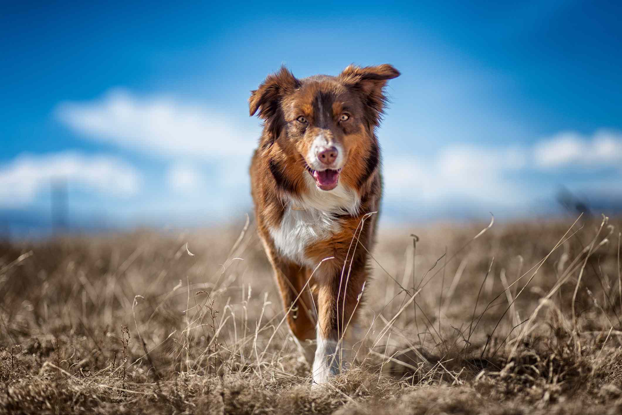 一只棕色的澳大利亚牧羊犬在草地上奔跑