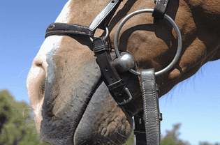 horse carrying a loose ring snaffle bit